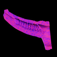 Capa Peniana Extensora Sirius